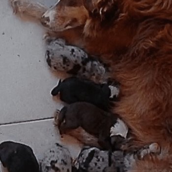 AÏKO des fauminards Mâle Berger australien