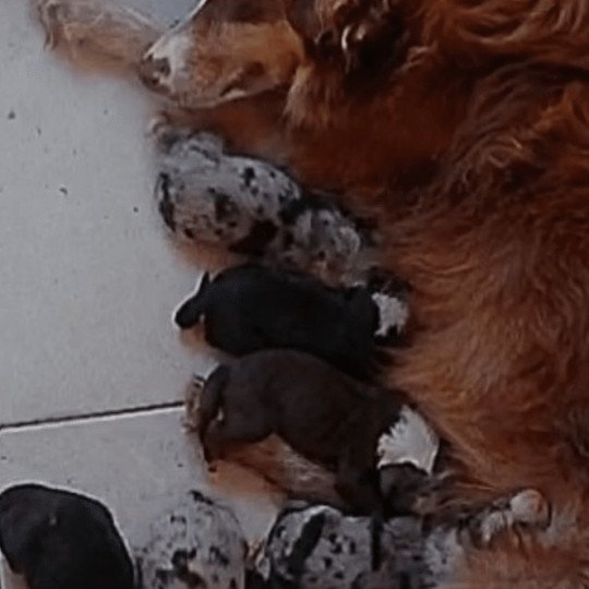 ALVIN des fauminards Mâle Berger australien