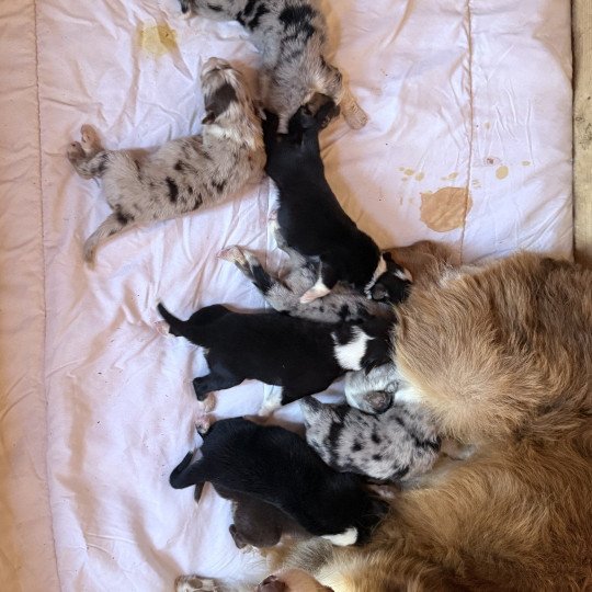 chiot Berger australien Rouge merle ANDY Berger australien des fauminards  