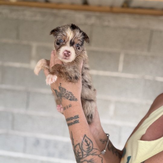 chiot Berger australien Rouge merle ANDY Berger australien des fauminards  