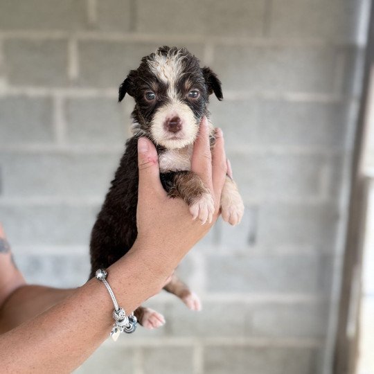 chiot Berger australien Rouge tricolore ANTON Berger australien des fauminards  