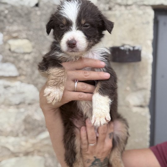 chiot Berger australien Rouge tricolore ANTON Berger australien des fauminards  