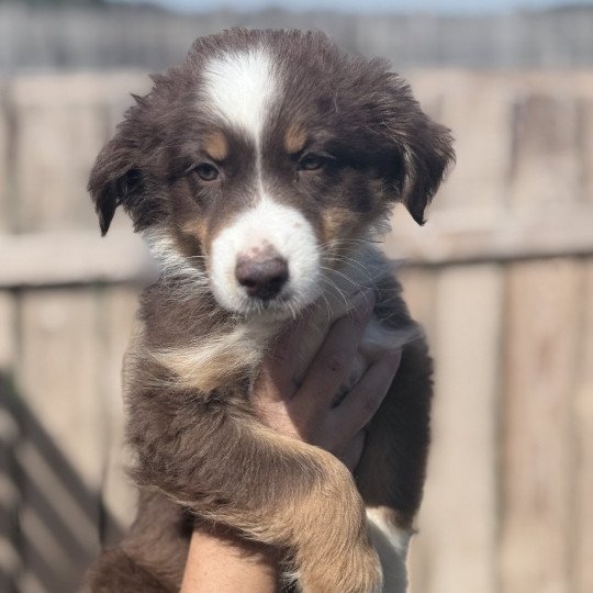 chiot Berger australien Rouge tricolore ANTON Berger australien des fauminards  