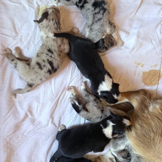 chiot Berger australien Noir tricolore APOLLON Berger australien des fauminards  