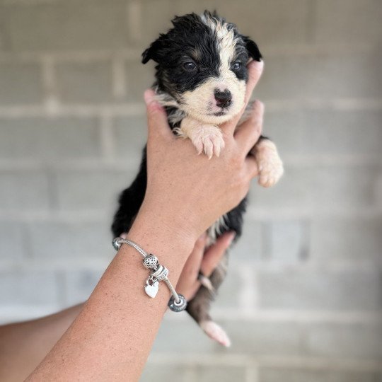 chiot Berger australien Noir tricolore APOLLON Berger australien des fauminards  
