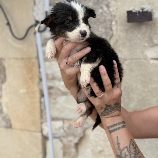 chiot Berger australien Noir tricolore APOLLON Berger australien des fauminards  