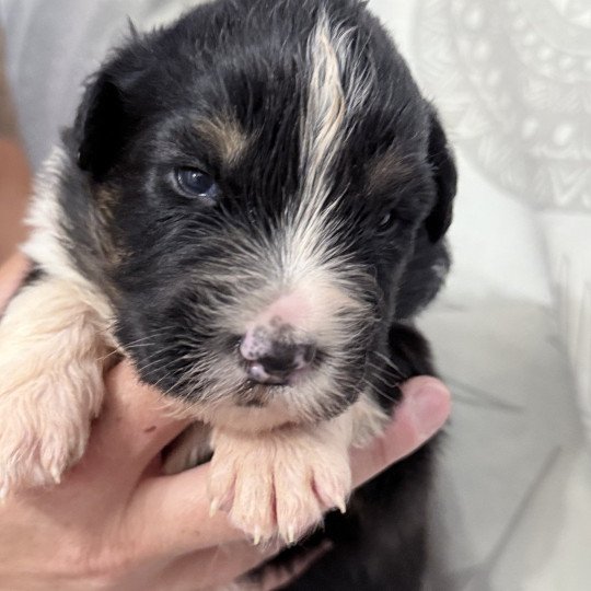 chiot Berger australien Noir tricolore Azalée Berger australien des fauminards  