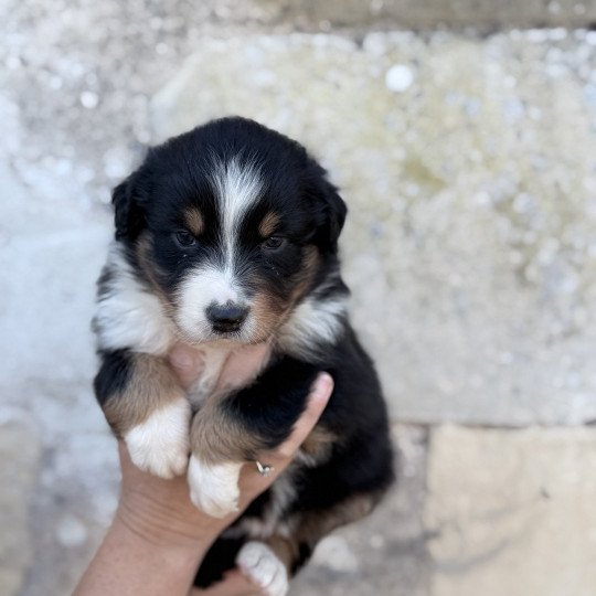 chiot Berger australien Noir tricolore Azalée Berger australien des fauminards  