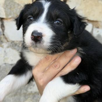 BAÏKA Femelle Berger australien