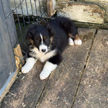 BAÏKA Femelle Berger australien