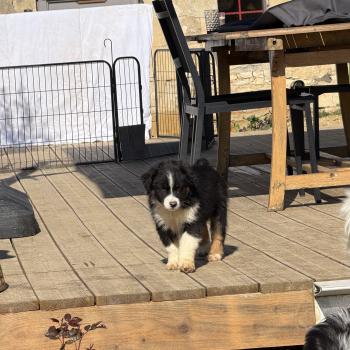 BAÏKA Femelle Berger australien