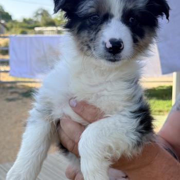 Bijou des fauminards Femelle Berger australien