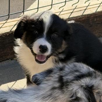 BLUE Femelle Berger australien