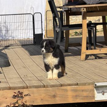 BLUE Femelle Berger australien