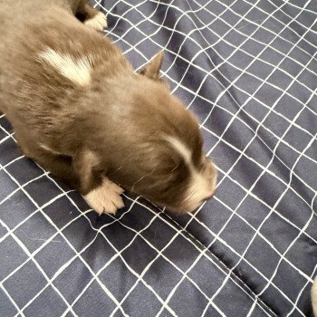 Chiot 1 des fauminards Mâle Berger australien