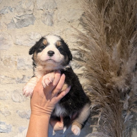 chiot Berger australien noir tricolore chiot 1 Berger australien des fauminards  
