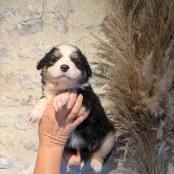 chiot 1 des fauminards Femelle Berger australien