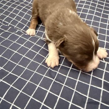 Chiot 1 des fauminards Mâle Berger australien