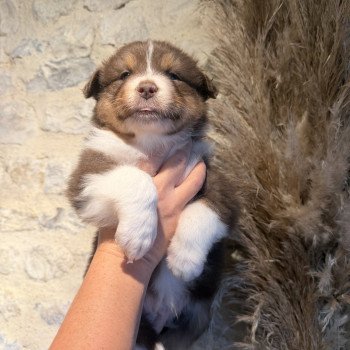 Chiot 1 des fauminards Mâle Berger australien