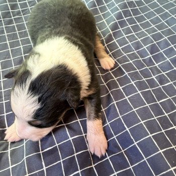 Chiot 2 des fauminards Femelle Berger australien