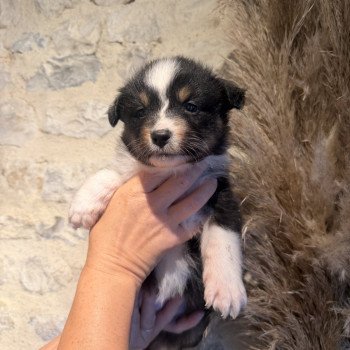 Chiot 2 des fauminards Femelle Berger australien