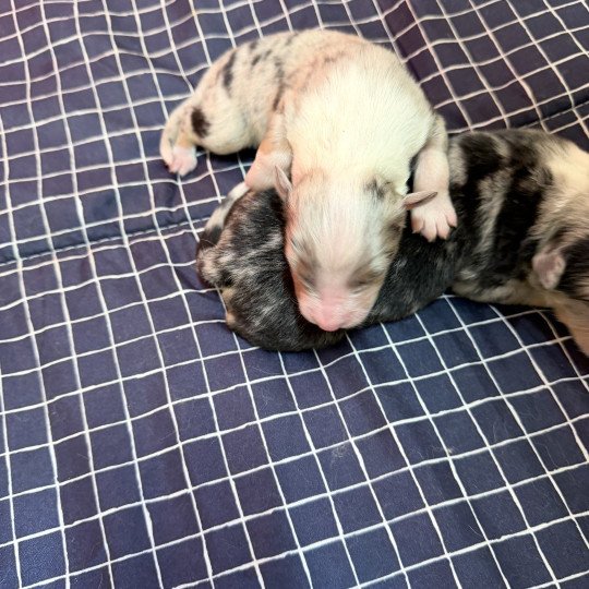 chiot Berger australien bleu merle chiot 3 Berger australien des fauminards  