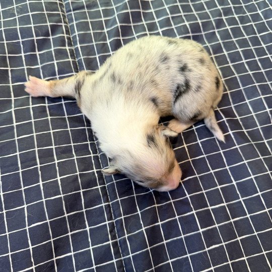 chiot Berger australien bleu merle chiot 3 Berger australien des fauminards  