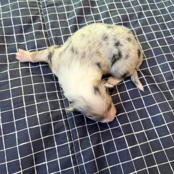 chiot 3 des fauminards Mâle Berger australien