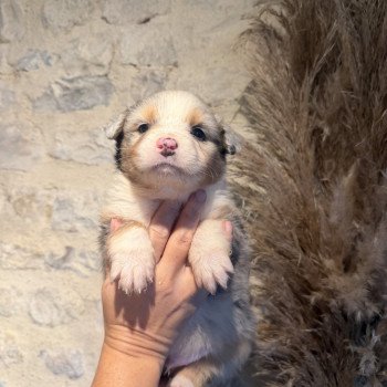 chiot 3 des fauminards Mâle Berger australien