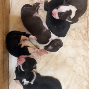 chiot 3 des fauminards Femelle Berger australien