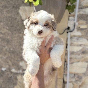 ATHILA des fauminards Femelle Berger australien