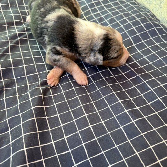 chiot Berger australien bleu merle chiot 4 Berger australien des fauminards  