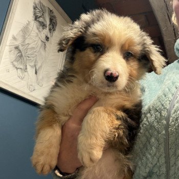 ASLAN des fauminards Mâle Berger australien