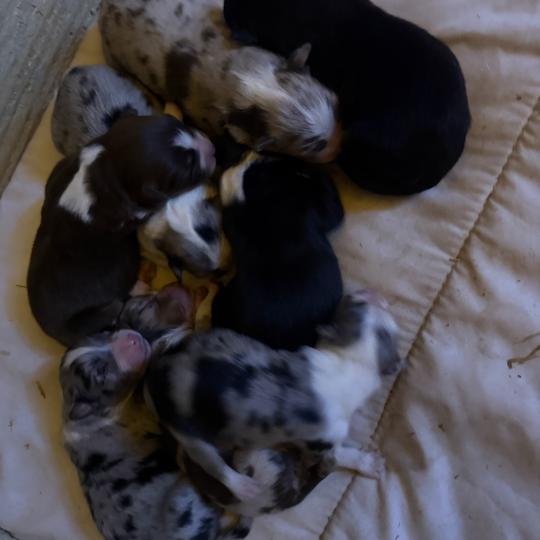 chiot 4 des fauminards Mâle Berger australien