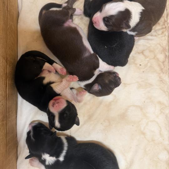 chiot 5 des fauminards Mâle Berger australien