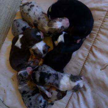 chiot 6 des fauminards Mâle Berger australien