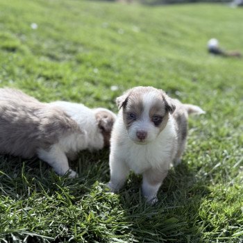 Chiot 6 des Fauminards LOF Femelle Berger australien