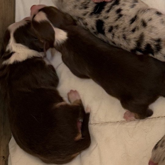 chiot Berger australien rouge tricolore chiot 7 Berger australien des fauminards  