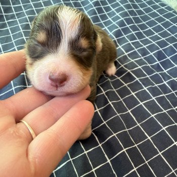 chiot 7 des fauminards Mâle Berger australien
