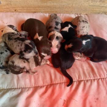 chiot 7 des fauminards Femelle Berger australien