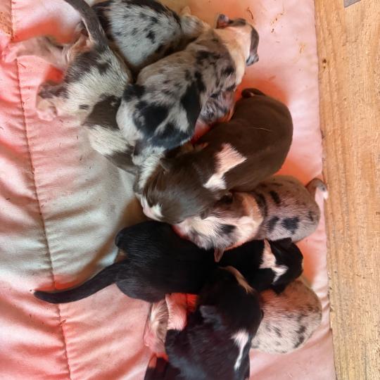 chiot 8 des fauminards Femelle Berger australien