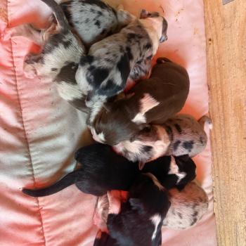chiot 8 des fauminards Femelle Berger australien