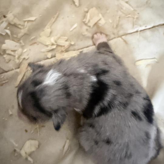 chiot Berger australien bleu merle CHIOT1 Berger australien des fauminards  