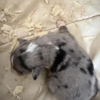 CHIOT1 Mâle Berger australien