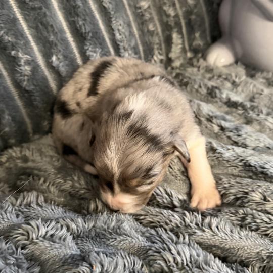 chiot Berger australien bleu merle LUFFY Berger australien des fauminards  