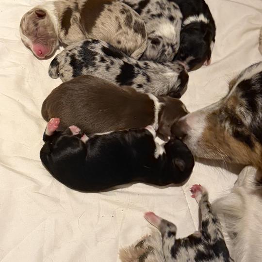 chiot2 Femelle Berger australien