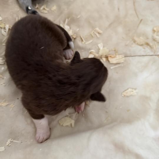 chiot Berger australien rouge tricolore CHIOT3 Berger australien des fauminards  