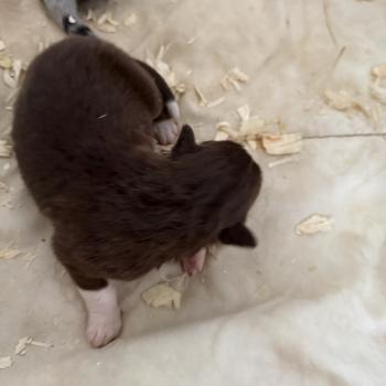 CHIOT3 Mâle Berger australien