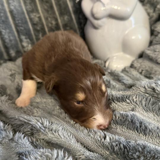 chiot Berger australien rouge tricolore CHIOT3 Berger australien des fauminards  