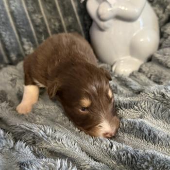 CHIOT3 Mâle Berger australien